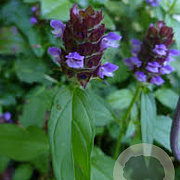 Prunella vulgaris GM P9