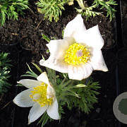 Pulsatilla v. 'Alba' GM P9