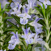 Rosmarinus off. 'Capri' GM P9
