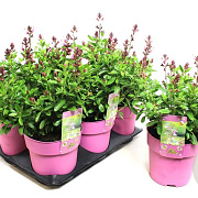 Salvia 'Dyson's Joy' GM P9