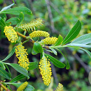 Salix fragilis 500-550 cm draadkluit meerstammig 400-450 diameter