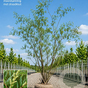 Salix fragilis 500-550 cm draadkluit meerstammig 400-450 diameter