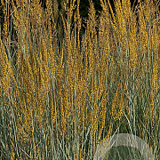 Sorghastrum nutans GM P9