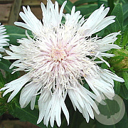 Stokesia laevis 'Alba' GM P9