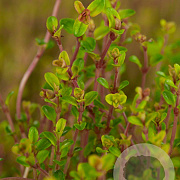 Thymus citriod. 'Aureus' GM P9