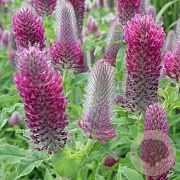 Trifolium rubens GM P9
