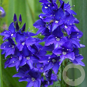 Veronica austr. 'Knallblau' GM P9