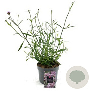 Verbena bon. 'Lollipop' 15-20 cm 4,0L