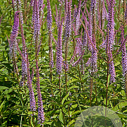 Veronicastrum virg. 'Adoration' GM P9