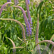 Veronicastrum virg. 'Temptation' GM P9