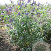 Buddleja d. 'Ellen's Blue' 40-50 cm 5,0L