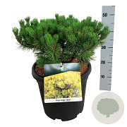 Hedera hel. 'Woerner' 120x180 Mobilane vanaf 35 st
