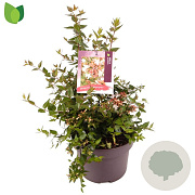 Abelia grandiflora 30-40 cm 5,0L