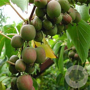 Actinidia a. 'Bayern' 70 cm 7,5L