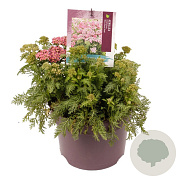 Achillea m. Milly Rock Rose GM C5