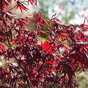 Acer pal. 'Bloodgood' 175-200 cm 20L