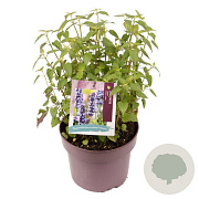 Agastache rugosa 'Little Adder' GM C5