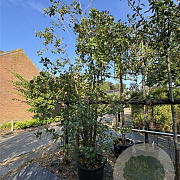 Alnus glutinosa 300-350 cm cont. 80L meerstammig