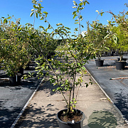 Amelanchier lamarckii 125-150 cm 35L