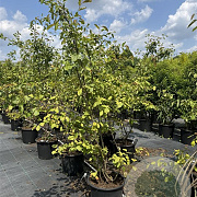 Amelanchier lamarckii 150-175 cm 30L