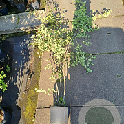 Amelanchier lamarckii 175-200 cm 30L