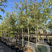 Amelanchier lamarckii 8-10 HO cont. 85L