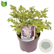 Anemone h. Rose Shades GM C5