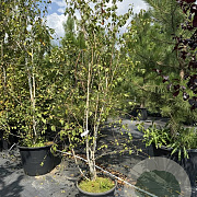 Betula utilis 'Doorenbos' 200-250 cm 50L meerstammig