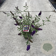 Buddleja d. 'Black Knight' 30-40 cm 3,0L