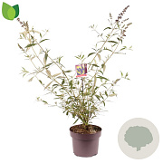 Buddleja d. 'Black Knight' 50-60 cm 5,0L
