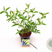 Buddleja d. 'Empire Blue' 30-40 cm 3,0L