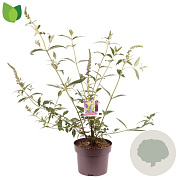 Buddleja d. 'Empire Blue' 50-60 cm 5,0L