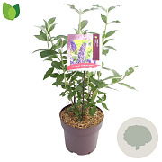 Buddleja d. 'Empire Blue' 50 cm 10L