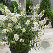 Buddleja Free Petite Snow White 30-40 cm 2,0L