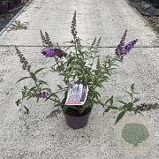 Buddleja d. 'Ile de France' 30-40 cm 3,0L