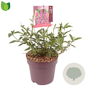 Buddleja d. 'Ile de France' 50 cm 10L