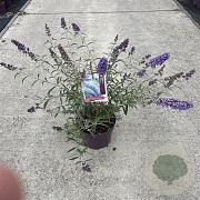 Buddleja d. 'Nanho Blue' 30-40 cm 3,0L