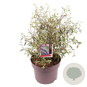 Buddleja d. 'Nanho Blue' 40-50 cm 5,0L