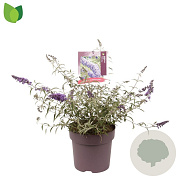 Buddleja d. 'Nanho Blue' 60-80 cm 10L