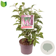 Buddleja d. 'Pink Delight' 50 cm 10L