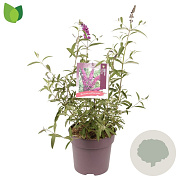 Buddleja d. 'Royal Red' 60-80 cm 10L