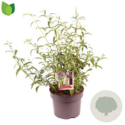 Buddleja d. 'White Profusion' 50-60 cm 5,0L