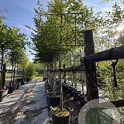 Carpinus betulus 16-18 HO cont. 80L 180 cm stam leiboom