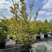 Carpinus betulus 200-225 cm cont. 80L meerstammig