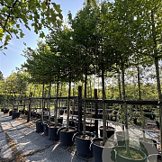 Carpinus betulus 200 cm stam cont. 110L 18-20 leiboom