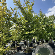 Carpinus betulus 400-450 cm cont. 110L meerstammig
