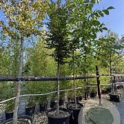 Carpinus bet. 'Fastigiata' 16-18 HO cont. 110L