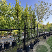 Carpinus bet. 'Fastigiata' 8-10 cm container