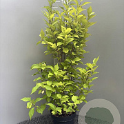 Callicarpa bod. Magical Snow Queen 80-100 cm 5,0L