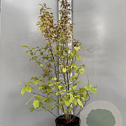 Callicarpa bod. 'Profusion' 150 cm 10L